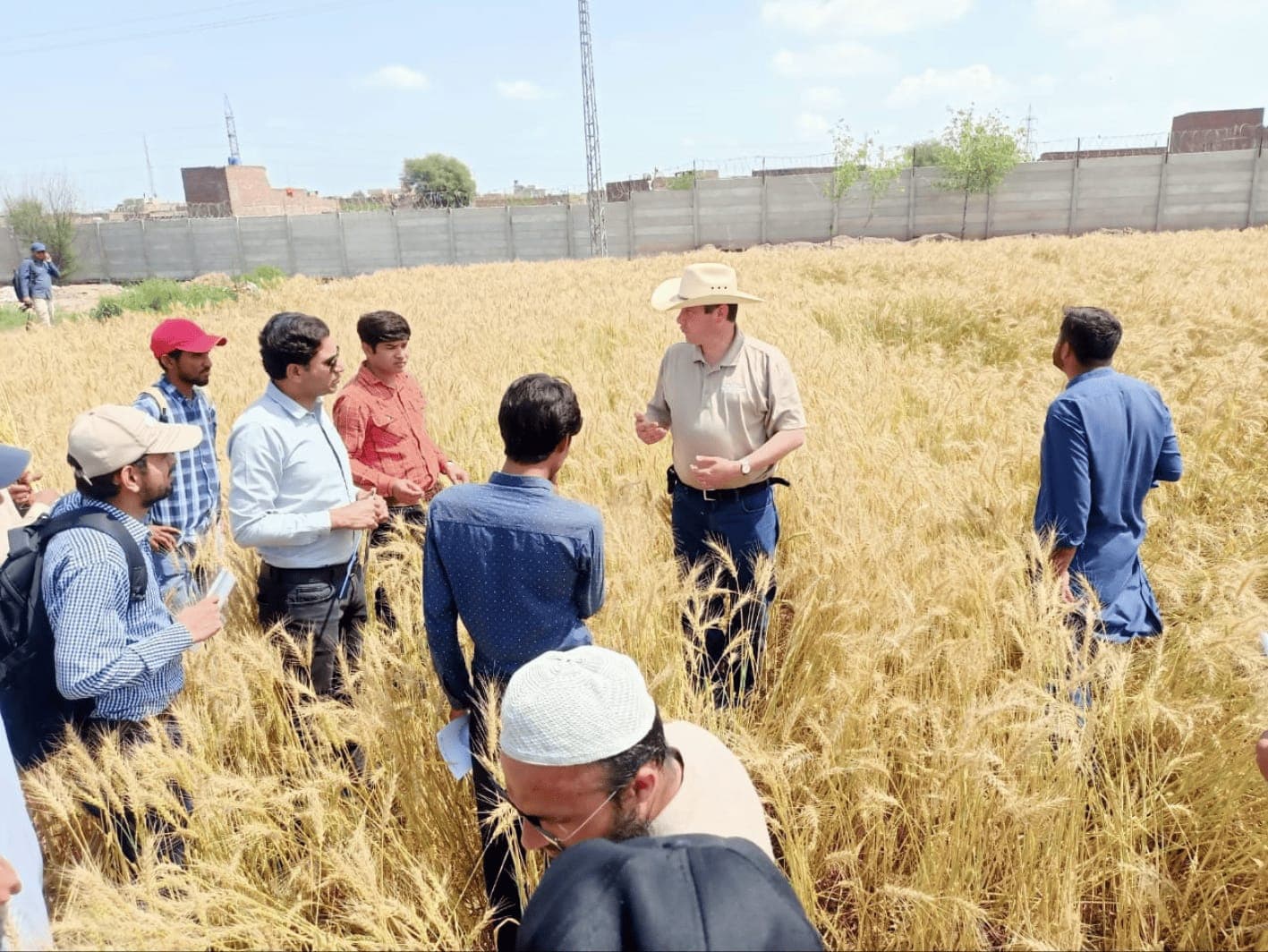 An AWB USA volunteer academic leads a field session in a wheat plot with faculty and students at MNS University of Agriculture, Multan, Pakistan